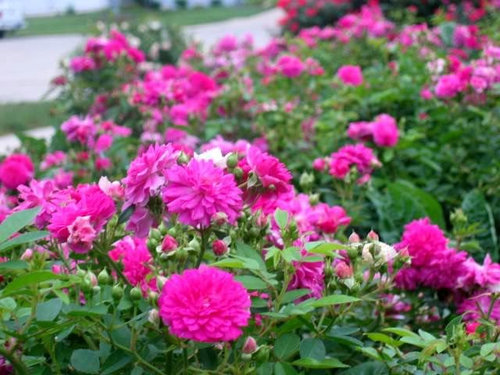 Sweet Chariot: An incredible bedding rose!