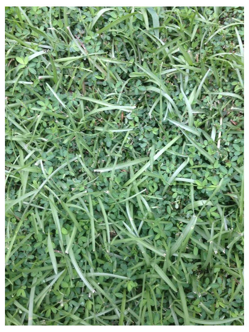 How do I kill clovers in my grass?