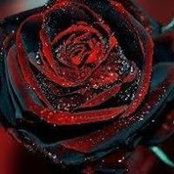 Foto von Rain Bloodrain