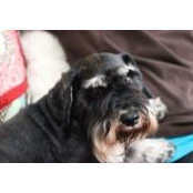 Jennifer Mosser's photo