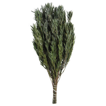 Vickerman 12" Green Salignum, Male, Includes 6-7 oz per Bundle, Dried