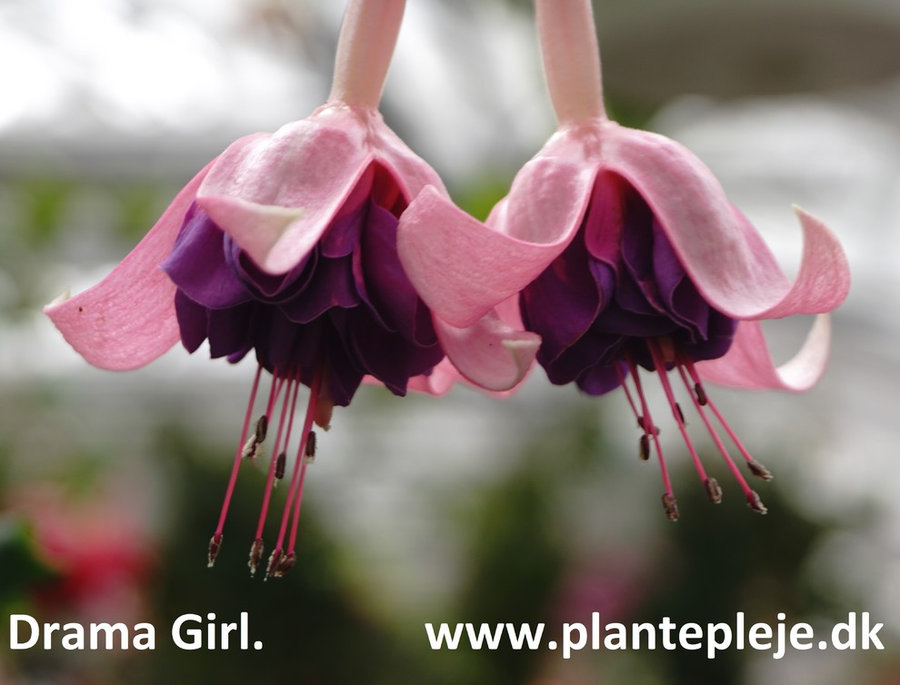 Fuchsia liste 2020 (her ses fotos af en mindre del af de fuchsia vi producere)