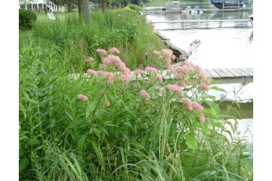 Photo of a rustic landscaping in Grand Rapids.