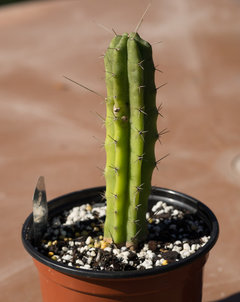 Sick Bridgesii | Houzz Forum