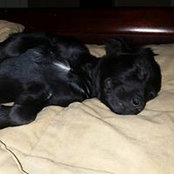Dana Robertson's photo