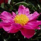 anna d's photo