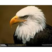 Craig Breier's photo