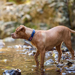 EzyDog Blue Checkmate Collar - Dog Toys