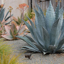 Landscape Ideas