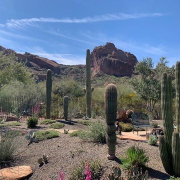 Camelback Mountain Contemporary | Native Planting