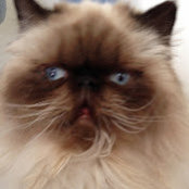 Sue Chichin's photo
