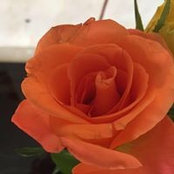 Lorena Dodica's photo