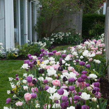 Enliven your garden with early Spring bulbs this year