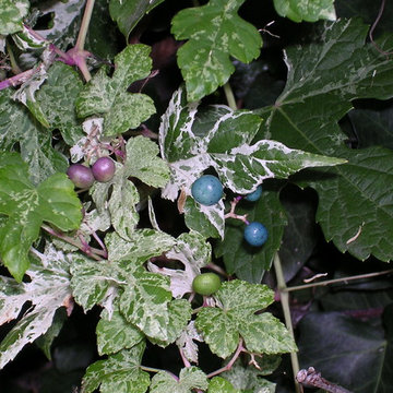 Variegated Porcelain Berry Vine