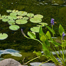 drw240's nature scape ideas