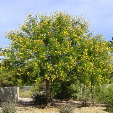 Southwestern Plants