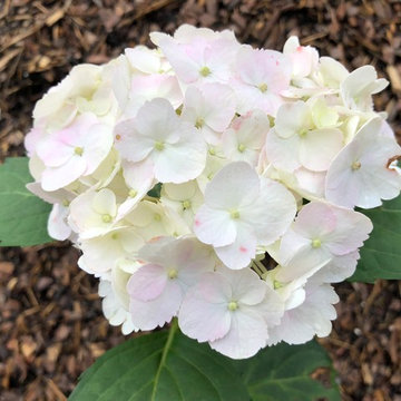 Our White Hydrangeas in May (Hydrangea macrophylla)