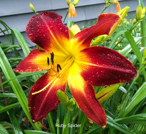 FRIDAY : ) Blooms and Raindrops