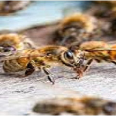 Morris Bee Removal Perth