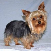 Strong's Pups Yorkiess billede