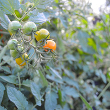 Yummy Veggies