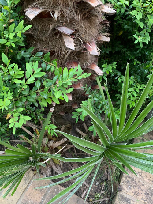 Can I regrow this tree from a cutting?