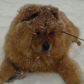 Foto de Bobbi Bear
