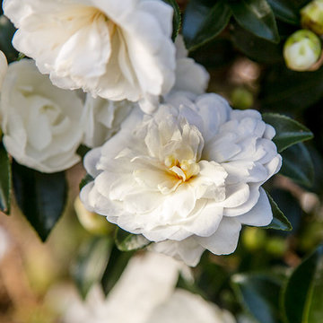 October Magic® Bride Camellia Camellia sasanqua 'Green 99-006' PP20539