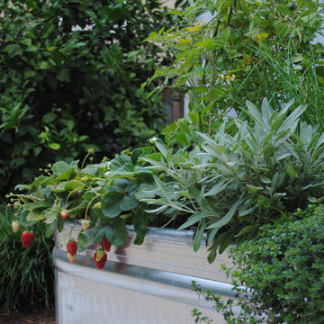 Temescal Family Garden - Edible Garden