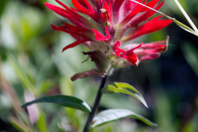 Red Paintbrush