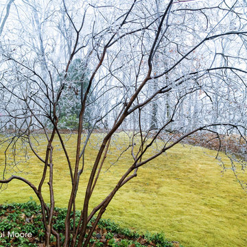 Moss & Moss Lawns