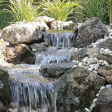 Koi Pond