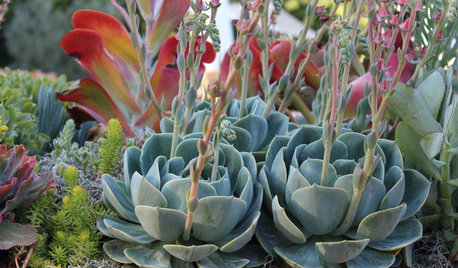 Plantas y árboles para disfrutar plenamente del jardín en otoño