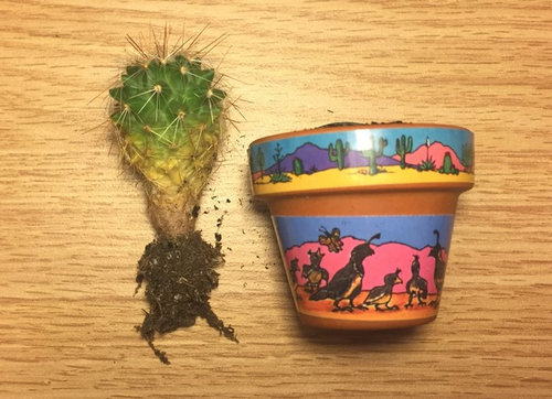 Cactus Turning Yellow Please Help