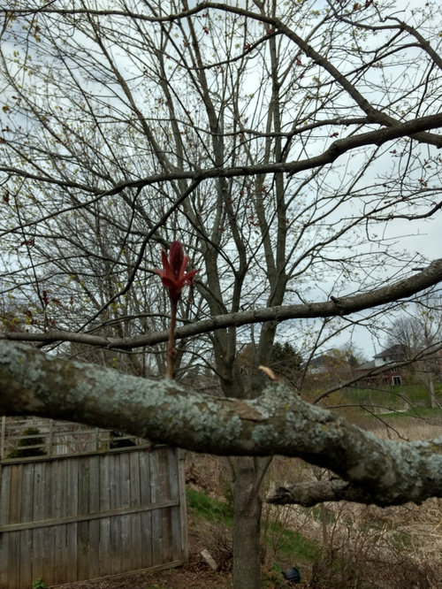 Help! Are my maple trees dying?