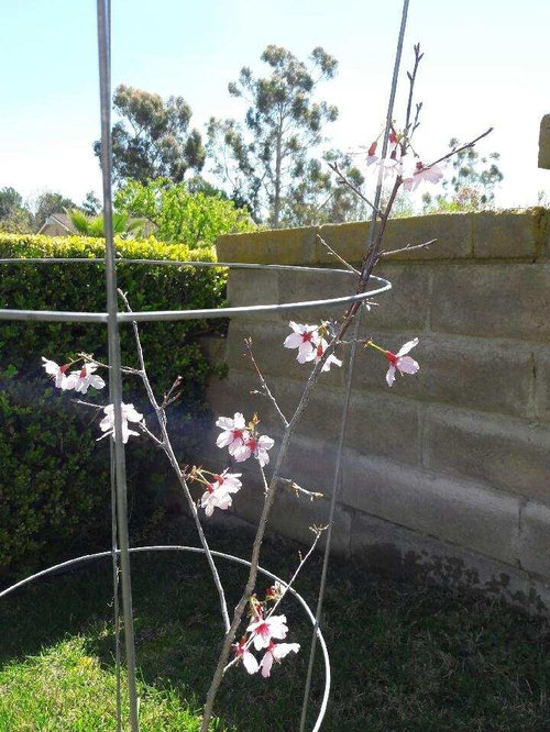 Cherry trees in Southern California mixed success