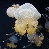 Raju Venkatesan's photo