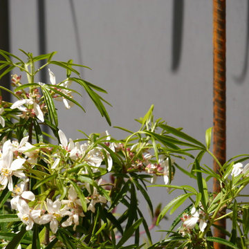 Terrasse - Ecrin de bois pour un air de Méditerranée à Montreuil !