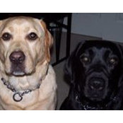 Joel Goldin's photo
