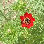 Tisha Larson's photo