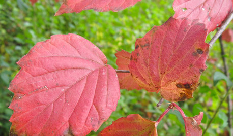 Great Design Plant: Viburnum Rafinesquianum Colors the Fall Woodland