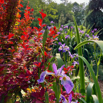 Iris and Barberry, Backlit