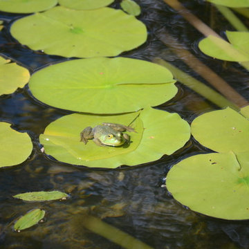 Millerton Retreat: Pond
