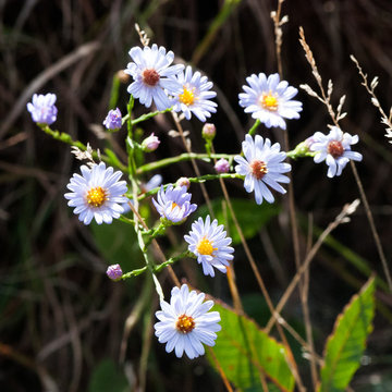 Sky-Blue Aster (Symphyotrichum oolentangiense)