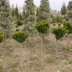 Topiaries - Plants