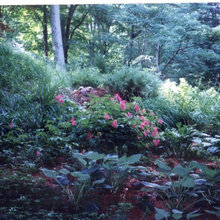 Shade Gardens