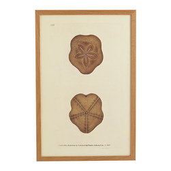 Shell Wall Art - Sea Biscuit Dollar - Artwork