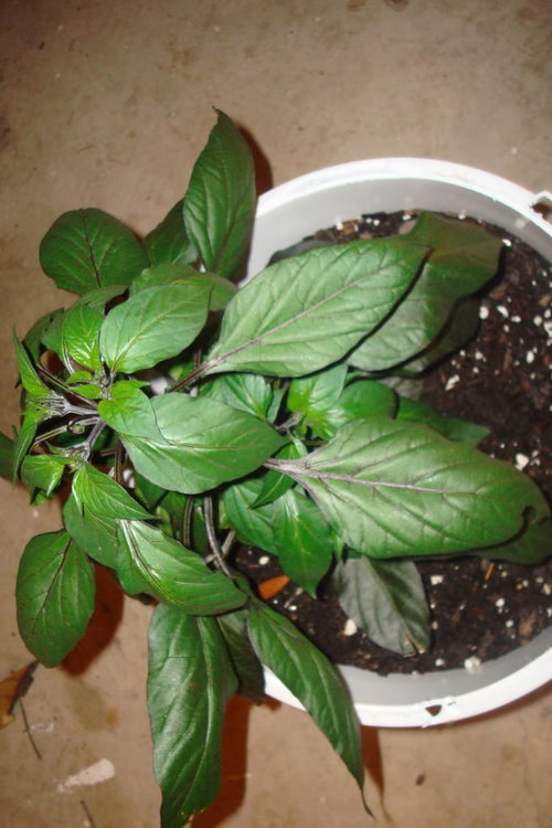 Florida Pepper Growing