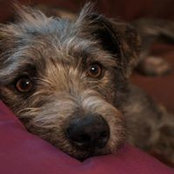 Heather Williamson's photo