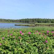 Bill Wilson's photo
